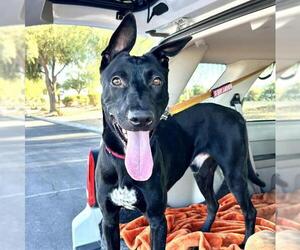 German Shepherd Dog-Unknown Mix Dogs for adoption in Las Vegas, NV, USA