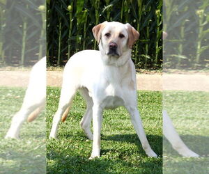 Labrador Retriever Dogs for adoption in Evansville, IN, USA