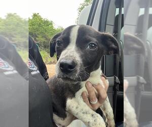 American Pit Bull Terrier-Unknown Mix Dogs for adoption in Oklahoma City, OK, USA