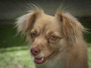 Chiranian Dogs for adoption in Ojai, CA, USA
