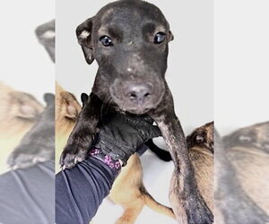 Staffordshire Bull Terrier Dogs for adoption in Houston, TX, USA