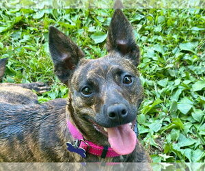 Chihuahua-Feist Terrier Mix Dogs for adoption in Cookeville, TN, USA
