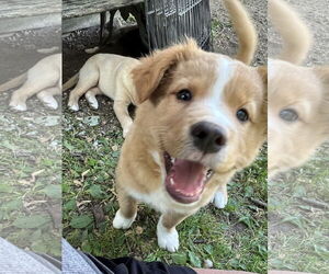 Chow Chow-Siberian Husky Mix Dogs for adoption in Waseca, MN, USA