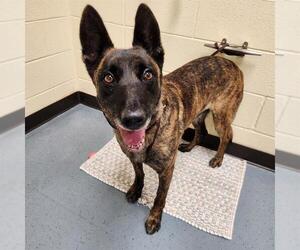 - Mix Dogs for adoption in Denver, CO, USA