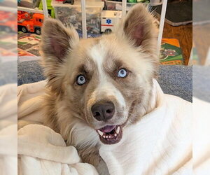 Siberian Husky-Unknown Mix Dogs for adoption in Omaha, NE, USA