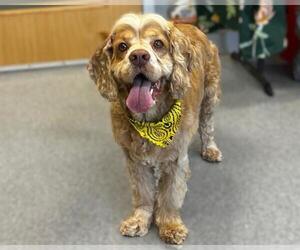 Cocker Spaniel Dogs for adoption in Orange, CA, USA