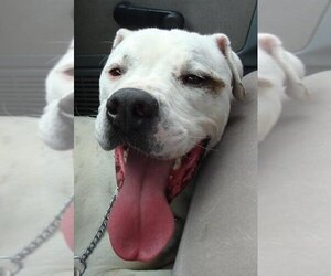 Boxer-Dogo Argentino Mix Dogs for adoption in Grapevine, TX, USA