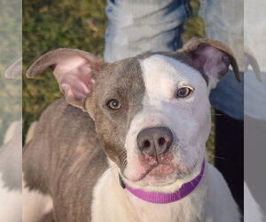 American Staffordshire Terrier-Boxer Mix Dogs for adoption in Huntley, IL, USA