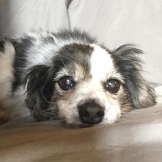 Cava-lon Dogs for adoption in Minneapolis, MN, USA