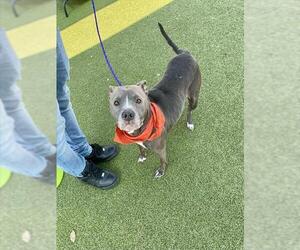 American Pit Bull Terrier-Unknown Mix Dogs for adoption in Pasadena, TX, USA