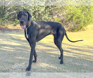 Great Dane Dogs for adoption in PIPE CREEK, TX, USA