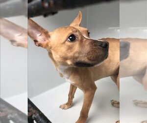 German Shepherd Dog-Unknown Mix Dogs for adoption in Augusta, GA, USA
