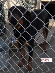 Rottweiler Dogs for adoption in Los Banos, CA, USA