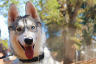 Siberian Husky Dogs for adoption in Jamestown, CA, USA
