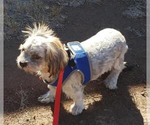 Shih Tzu Dogs for adoption in Tonopah, AZ, USA