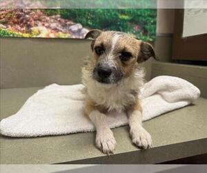 Parson Russell Terrier-Unknown Mix Dogs for adoption in Moreno Valley, CA, USA