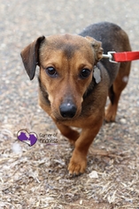Dachshund Dogs for adoption in St. Bonifacius, MN, USA