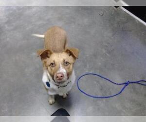 Texas Heeler Dogs for adoption in Tulsa, OK, USA