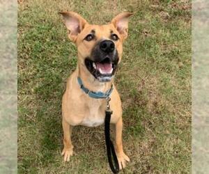 Boxer-Unknown Mix Dogs for adoption in Hamilton, GA, USA