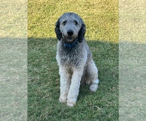 Poodle (Standard) Dogs for adoption in Dallas, TX, USA