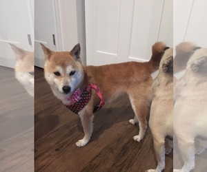 Shiba Inu Dogs for adoption in O Fallon, MO, USA