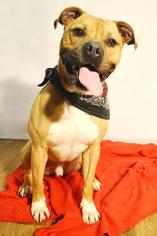 Bullboxer Pit Dogs for adoption in Ashland, KY, USA