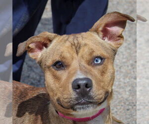 Boxer-Catahoula Leopard Dog Mix Dogs for adoption in Huntley, IL, USA