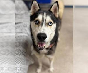 - Mix Dogs for adoption in Palmetto, FL, USA