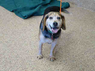 Beagle Dogs for adoption in Springfield, MA, USA