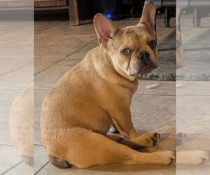 French Bulldog Dogs for adoption in Bon Carbo, CO, USA