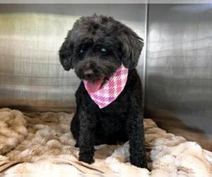 Poodle (Miniature)-Unknown Mix Dogs for adoption in Orange, CA, USA