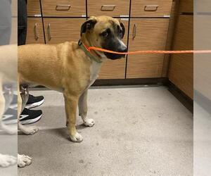 Boxador Dogs for adoption in Modesto, CA, USA