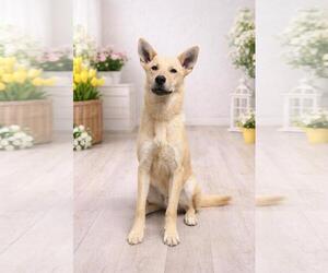 Shiba Inu-Unknown Mix Dogs for adoption in McKinney, TX, USA