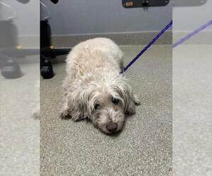 Poodle (Miniature)-Unknown Mix Dogs for adoption in Las Vegas, NV, USA