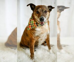 Mutt Dogs for adoption in Greenville, SC, USA