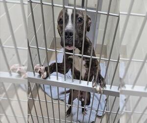 American Pit Bull Terrier Dogs for adoption in Decatur, IL, USA