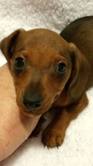 Dachshund Dogs for adoption in Anderson, SC, USA