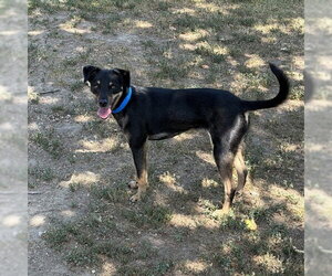 Chihuahua-German Shepherd Dog Mix Dogs for adoption in Riverside, CA, USA