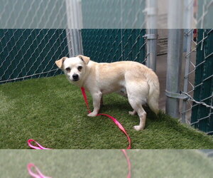 Medium Photo #1 Chihuahua Puppy For Sale in Downey, CA, USA