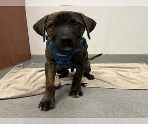 Mutt Dogs for adoption in Rancho Cucamonga, CA, USA