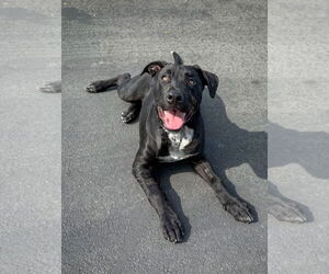 Labrador Retriever-Unknown Mix Dogs for adoption in San Diego, CA, USA