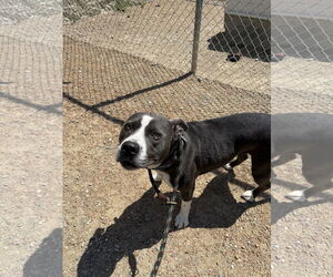 American Pit Bull Terrier Dogs for adoption in Virginia Beach, VA, USA