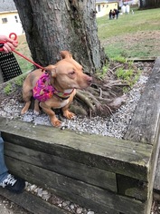Dorgi Dogs for adoption in Mt. Laurel, NJ, USA