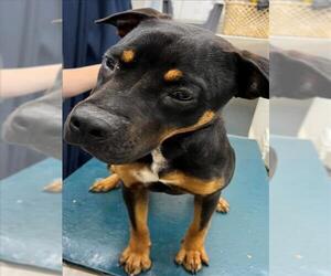 Rottweiler-Unknown Mix Dogs for adoption in Mobile, AL, USA
