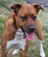 Border Collie-Boxer Mix Dogs for adoption in Clayton, NJ, USA