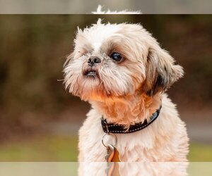 Shih Tzu Dogs for adoption in Ellijay, GA, USA