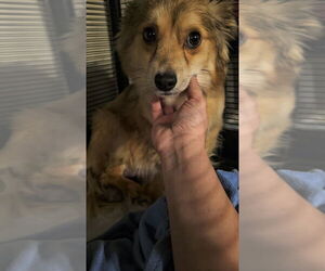 Pomeranian-Unknown Mix Dogs for adoption in Pacifica, CA, USA