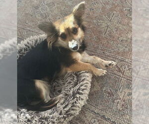 Chion Dogs for adoption in Brooklyn Center, MN, USA