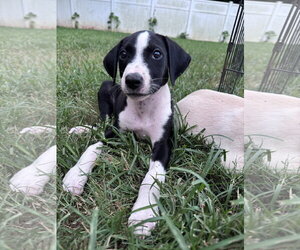 Mutt Dogs for adoption in Greenville, SC, USA