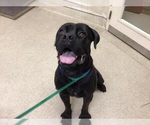 Mastiff Dogs for adoption in Riverside, CA, USA
